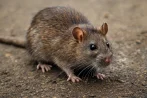 Rat and mouse control, pest control in Winnipeg R3B 1B9
