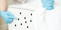 Bed Bug Treatment in Waterloo N2G 1G4