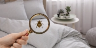 Bed Bug Treatment in Delta V3M 0E2