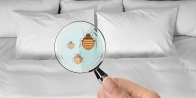 Bed Bug Treatment in Red Deer T4E 1A6