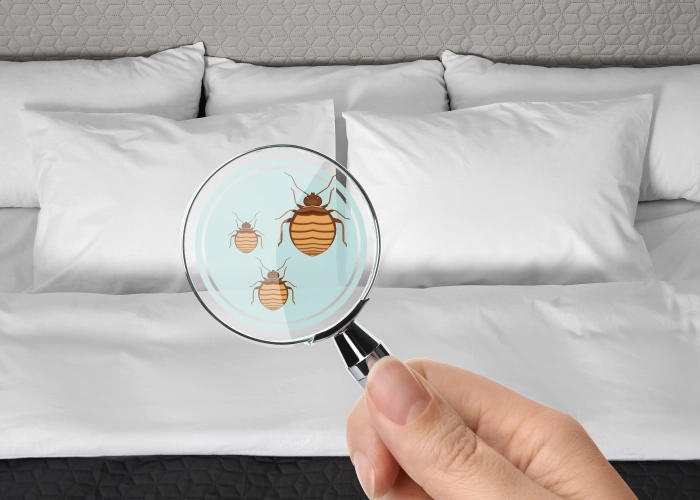 Bed Bug Treatment in Red Deer T4E 1A6